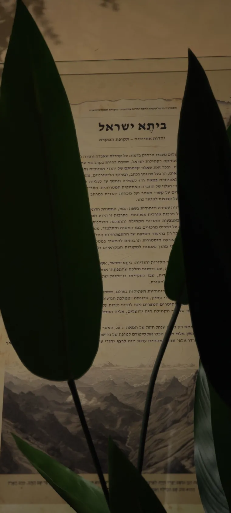 The Beta Israel panel seen through foliage in the cathedra hall